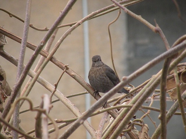 dalla finestra di casa...